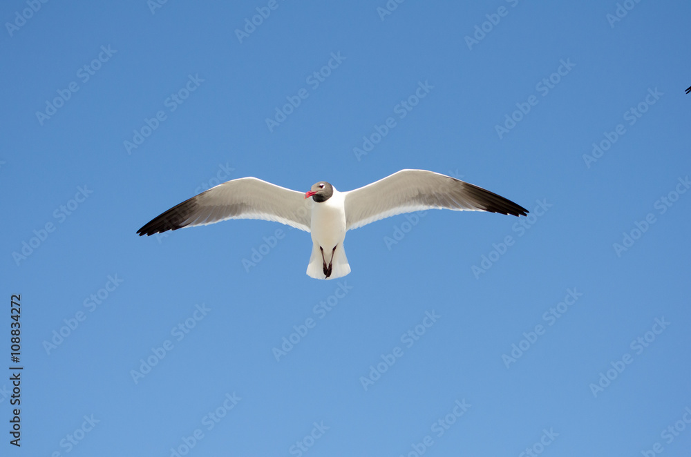 Obraz premium Seagull in flight