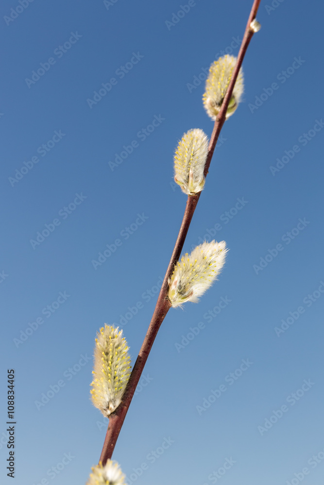 Fototapeta premium willow spring branch