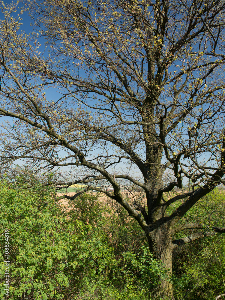 detail wiev at top of the tree in early spring time detail wiev at top of the tree in early spring time
