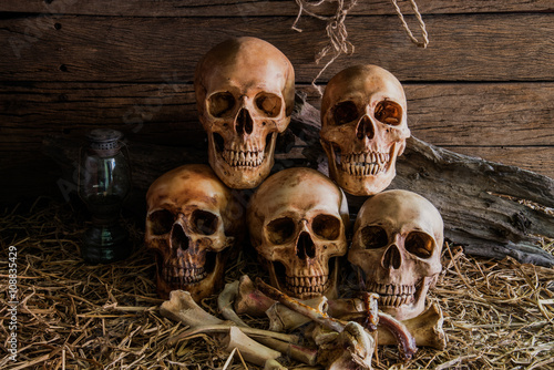 still life with five human skulls in barn background © waewkid