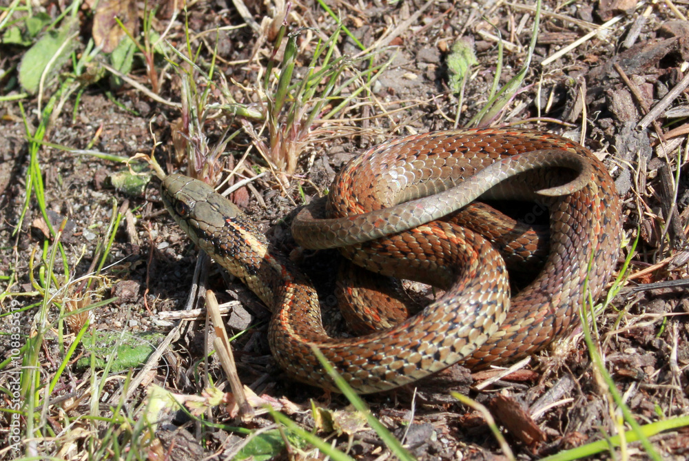 Obraz premium Northwestern Garter Snake on the Ground