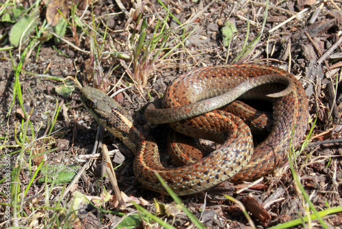 Northwestern Garter Snake on the Ground