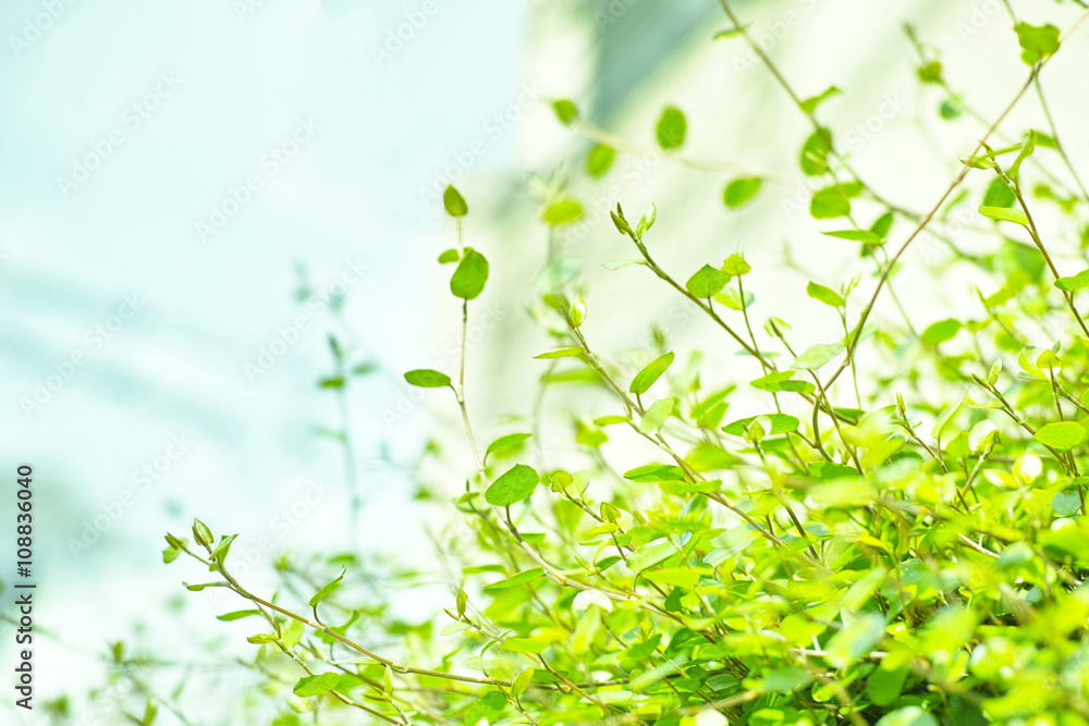 Obraz premium 新芽の植物