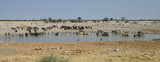 Animals at watering hole, Etosha National Park, Namibia