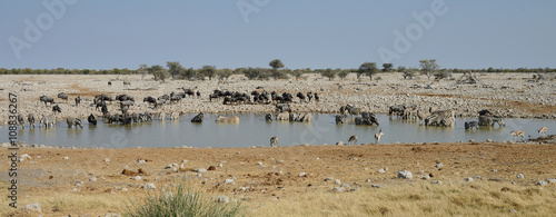 Animals at watering hole, Etosha National Park, Namibia