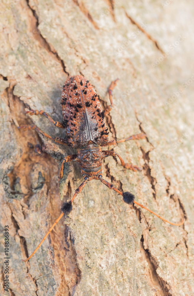 Fototapeta premium brown bug