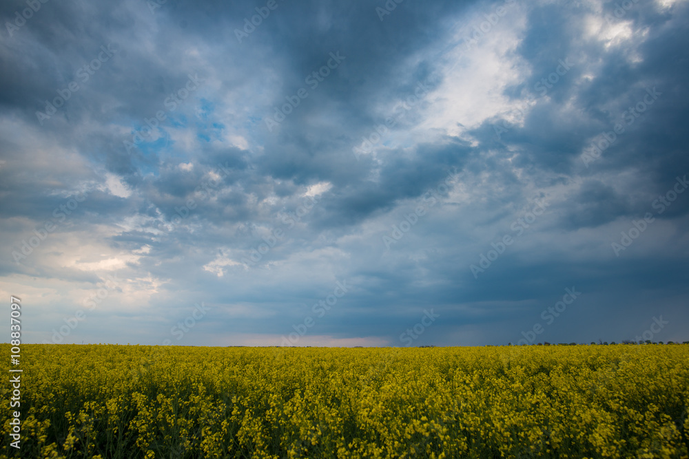 Obraz premium Dramatic sky over rapeseed field. Agricultural landscape. Yellow rapeseed flower and stormy weather clouds.