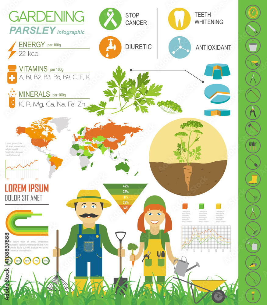 Gardening work, farming infographic. Parsley. Graphic template