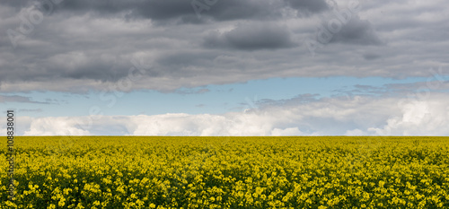 A field of Rapeseed (Brassica napus), also known as rape, oilseed rape, rapa, rappi, and rapaseed, under a sky filled with stormy clouds.