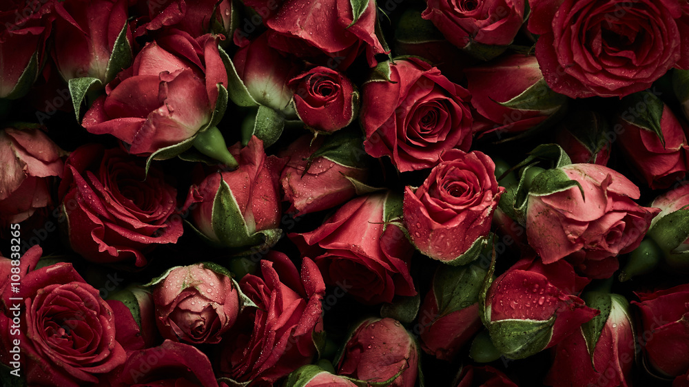 Fototapeta premium Róże tło z kroplami wody