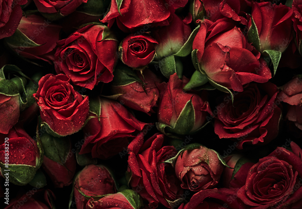 Obraz premium Background of roses with drops of water