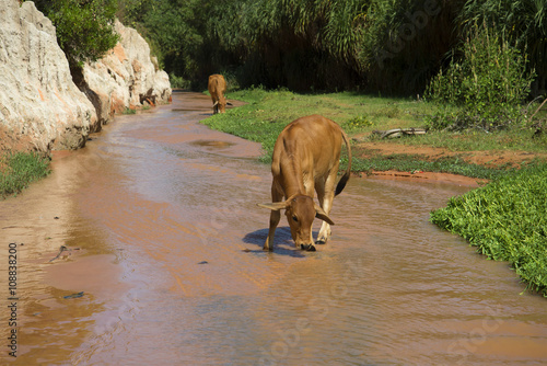 Young cow drinking from a Stream Fairies in the vicinity of Mui Ne. Vietnam © sikaraha