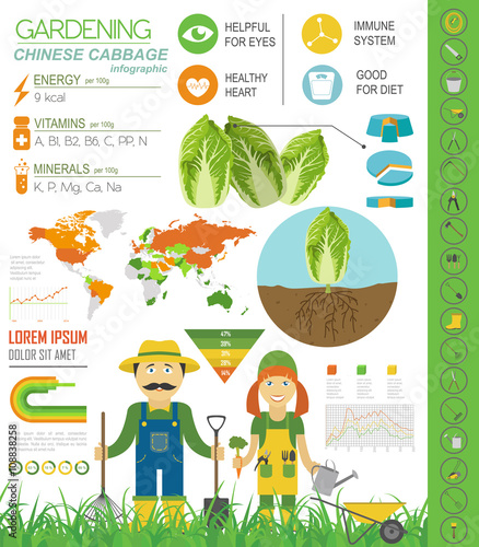 Gardening work, farming infographic. Chinese cabbage. Graphic te
