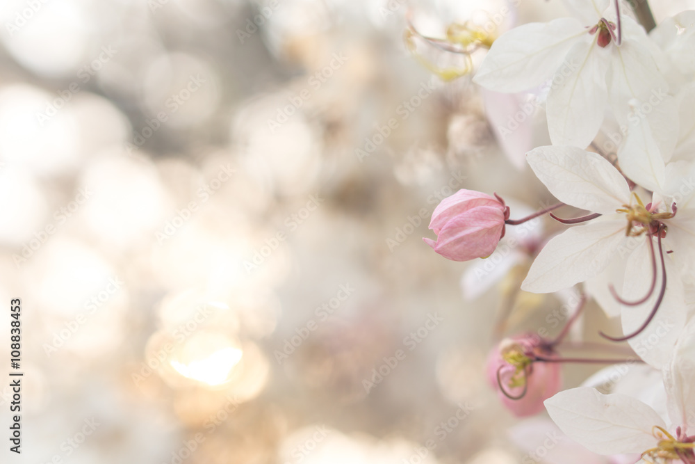 Fototapeta premium Pink Cassia Bakeriana