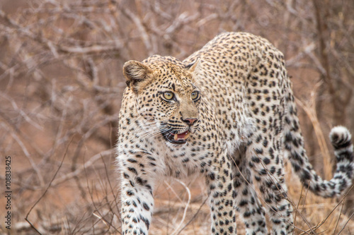 Leopard walking towards the camera in the Kruger National Park. © simoneemanphoto