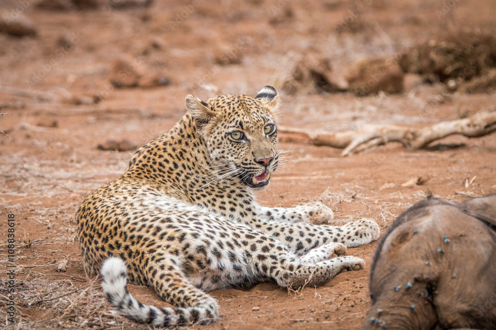 Obraz premium Leopard laying next to a baby Elephant carcass in the Kruger National Park.