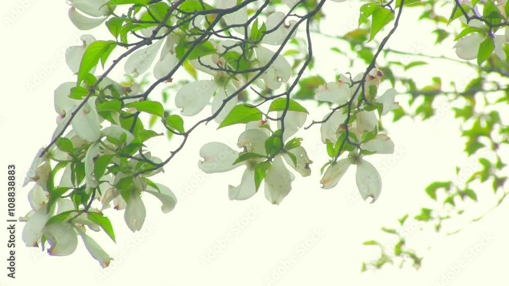 そよ風に揺れるハナミズキの花と若葉 そよ風に揺れるハナミズキの花と若葉
