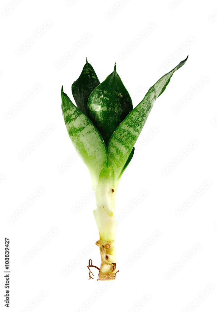 leaves close up on background leaves close up on background