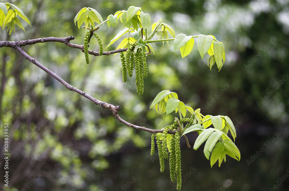 Fototapeta premium the new leaves on the sprig in the spring