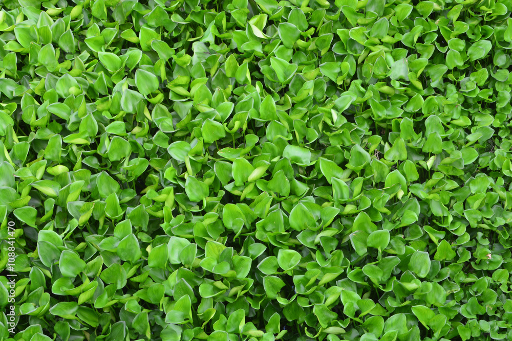 water hyacinth water hyacinth