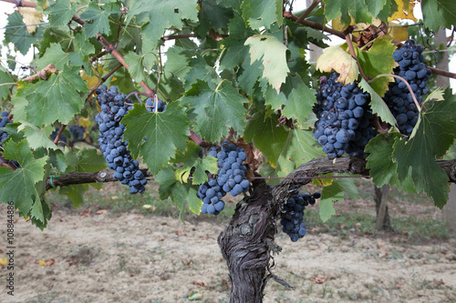 Grappoli di uva nera matura