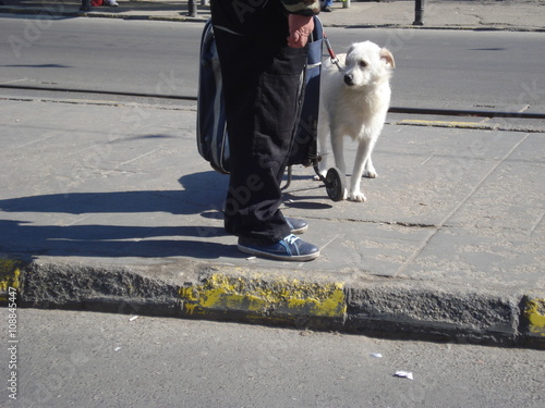 Mongrel dog on leash standing by his owner, on sidewalk in the city © adinamnt