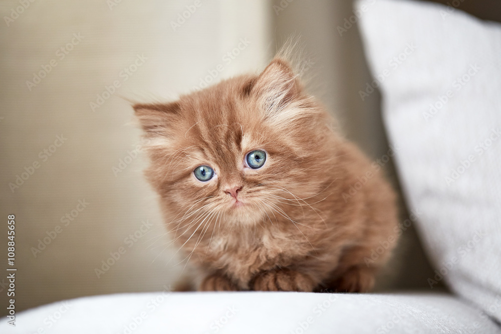 beautiful small kitten