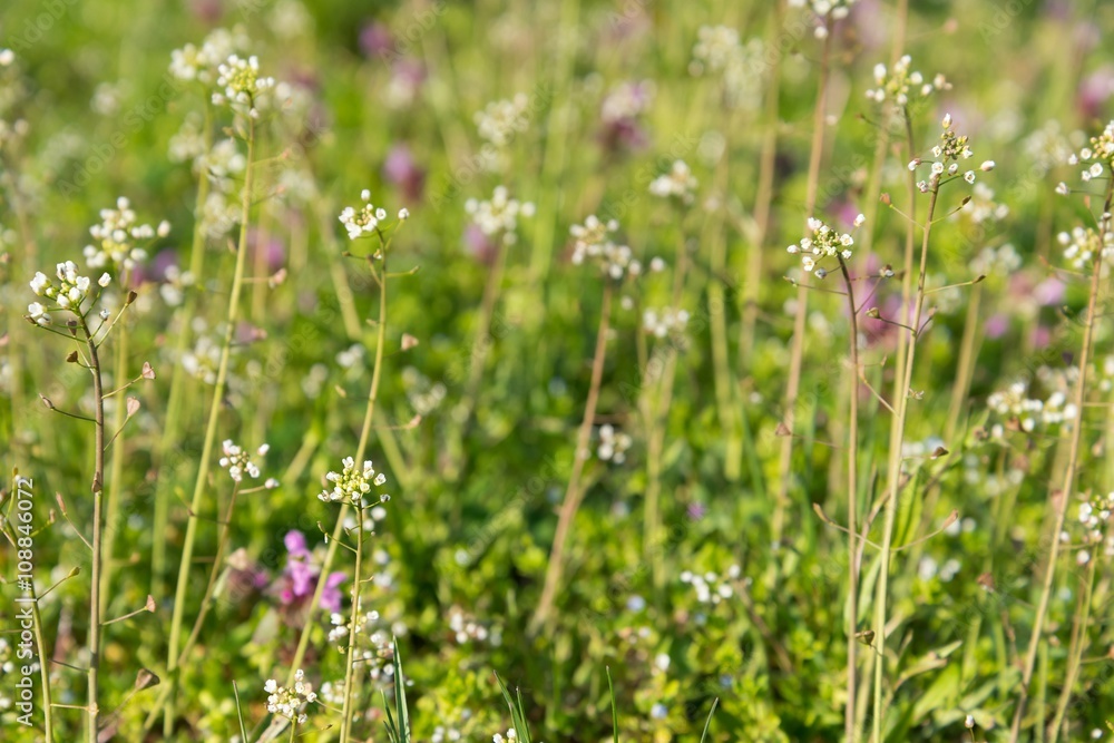 Capsella bursa-pastoris (shepherd's purse) in garden. Natural background