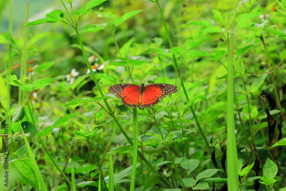 Danaidae, monarch butterfly with flower at park ,garden ,forest Danaidae, monarch butterfly with flower at park ,garden ,forest