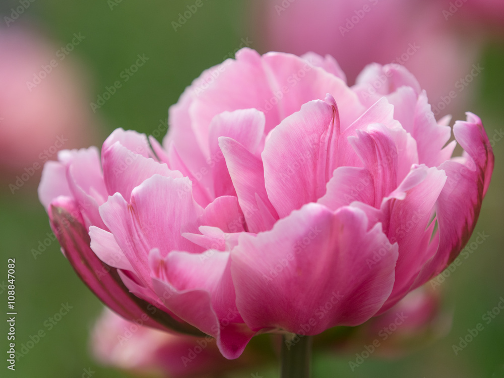 Fototapeta premium 美しい濃桃色のチューリップ