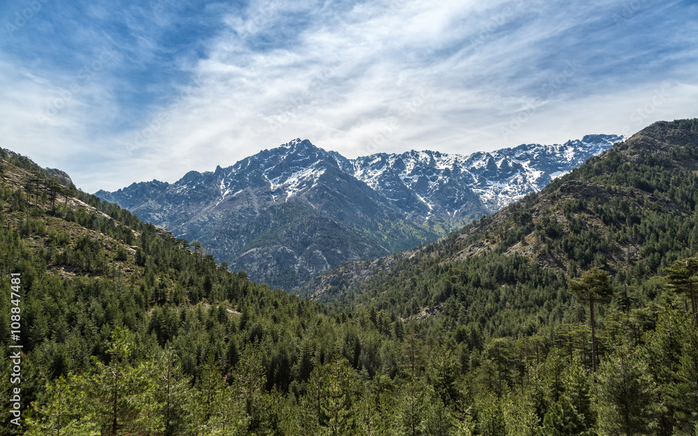 Snow capped mountain and pine forest in Corsica