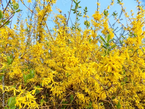 Forsythia in garden in spring