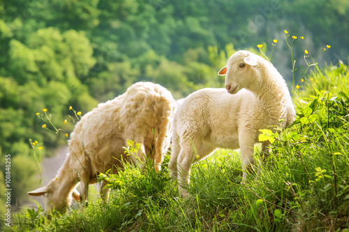 Photography Grass feed sheep