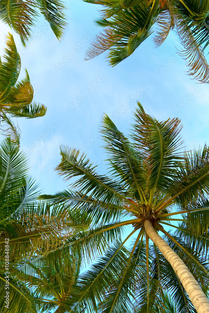 Fototapeta premium Palm trees over bright sky background
