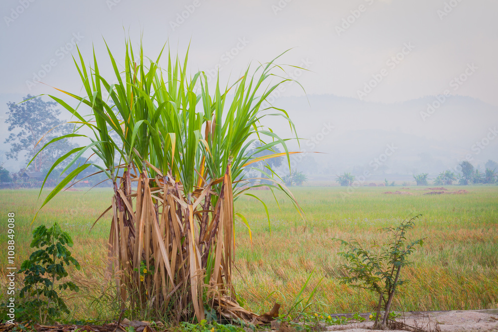 sugarcane plantation in the background of countryside with copyspace