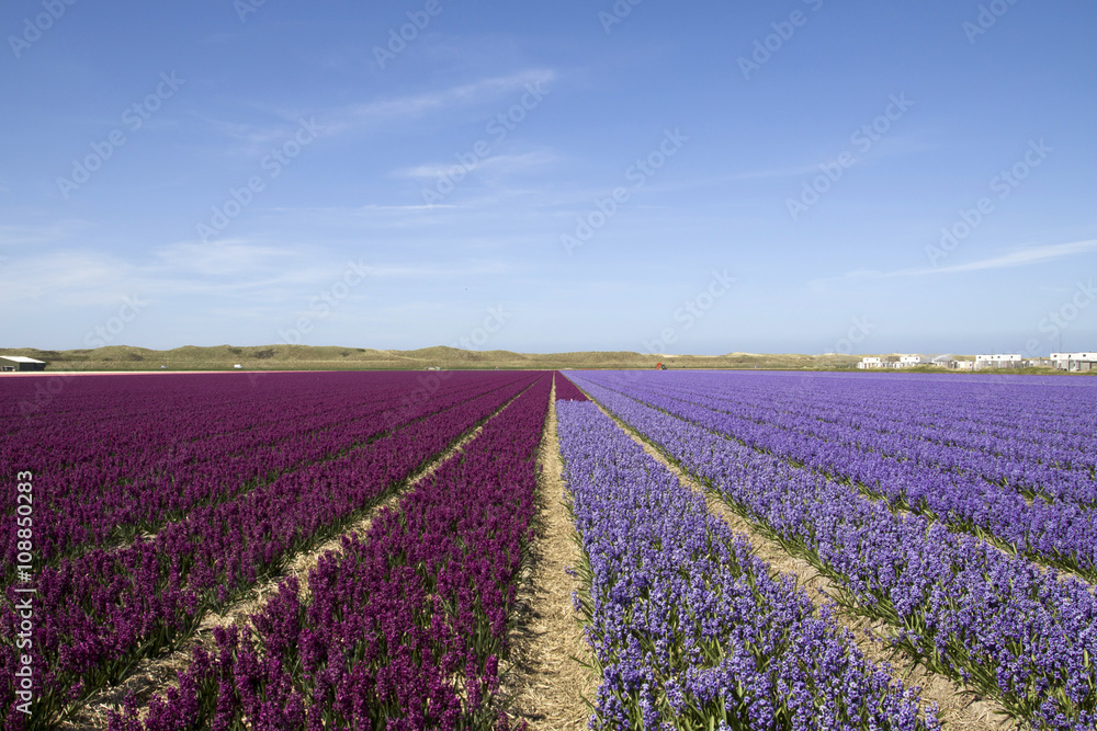 Blue sky ligth en dark purple hyacint field