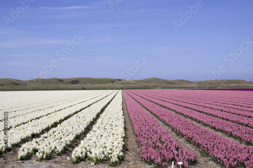 Blue sky lwhite en pink hyacint field 