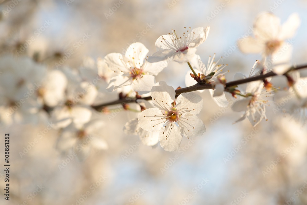 Spring flowers blooming on a branch of a tree Spring flowers blooming on a branch of a tree