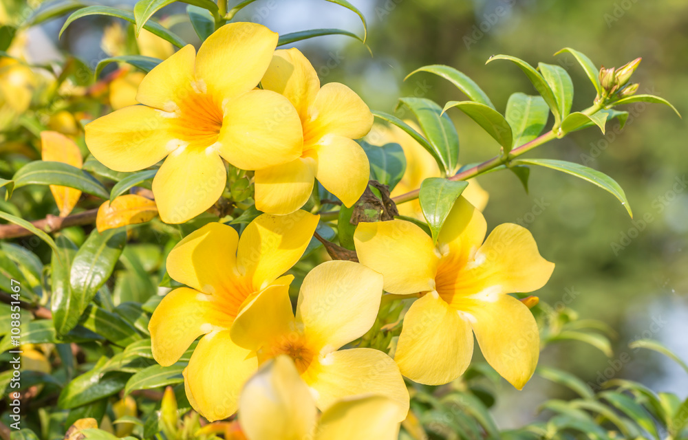 Yellow flower (Allamanda cathartica) Yellow flower (Allamanda cathartica)