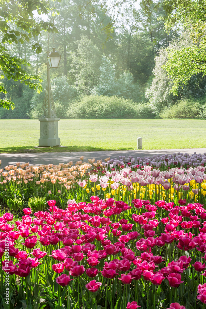 Fototapeta premium Beds with tulips in spring park on Elagin Island in Saint-Petersburg, Russia