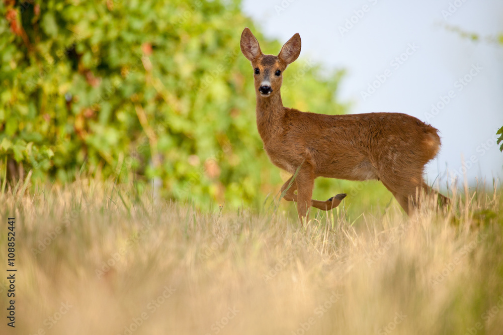 Young roe in vineyard Young roe in vineyard