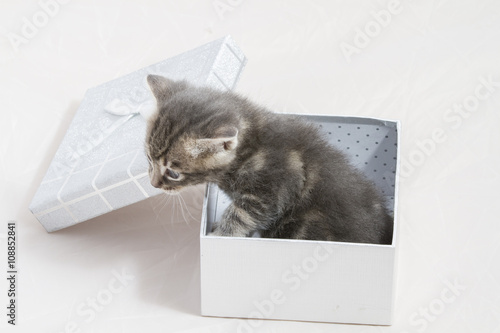 Fototapeta Naklejka Na Ścianę i Meble -  kitty, small kitten stuck in a gift box, cuddly animal sweet fac