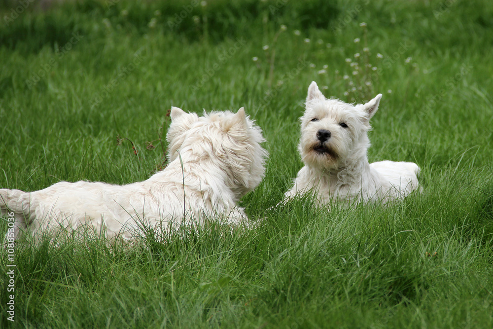 Two West Highland White Terriers lying in green grass Two West Highland White Terriers lying in green grass