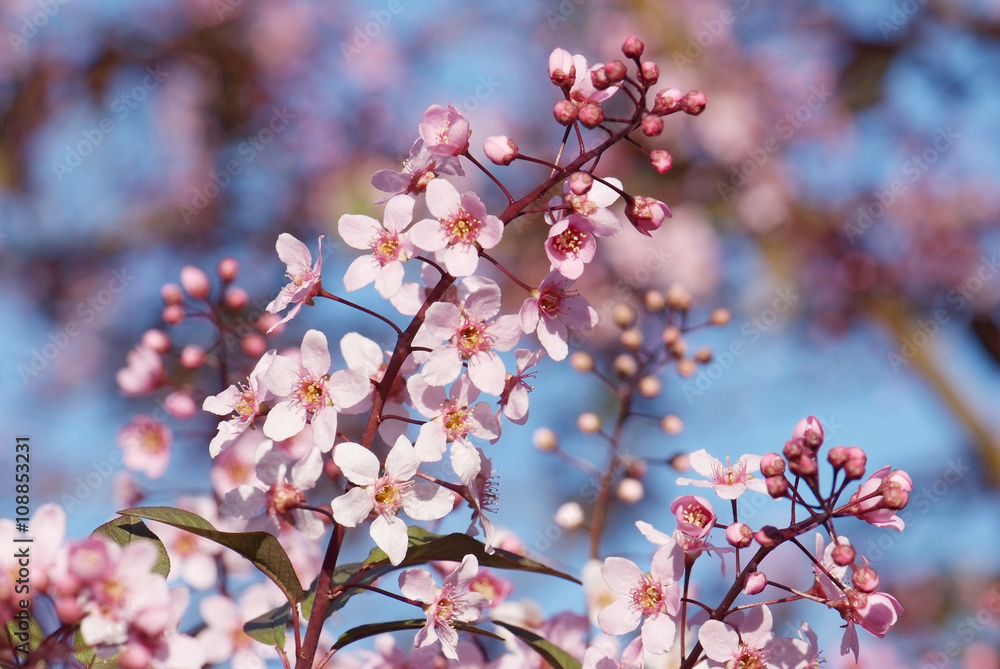 Fototapeta premium close up flowering branch of bird-cherry tree