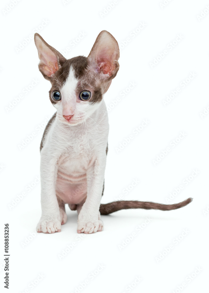 Small kitten Cornish Rex Small kitten Cornish Rex