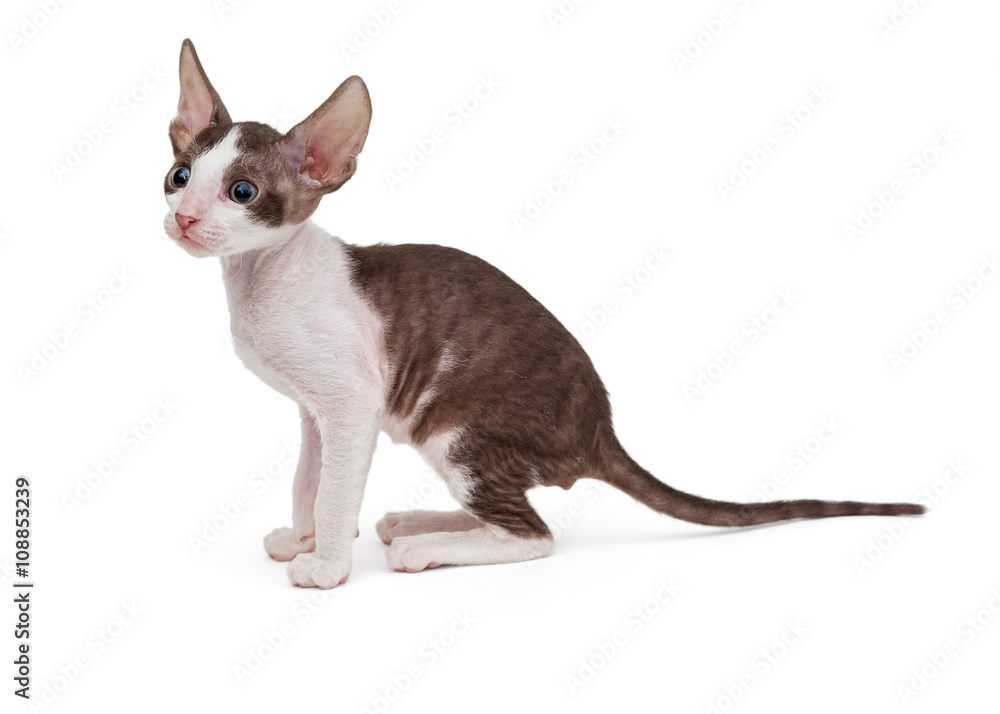 Small kitten Cornish Rex