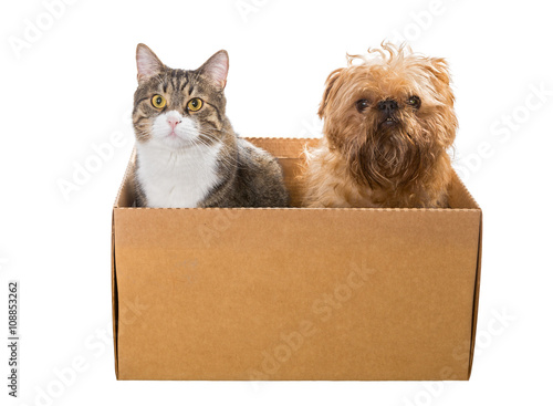 Cat and the dog sitting in a cardboard box