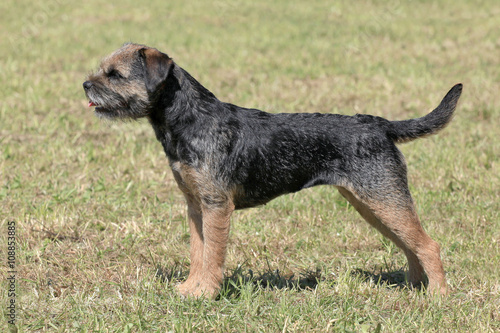 Obraz na plátně Typical  Border Terrier in the park