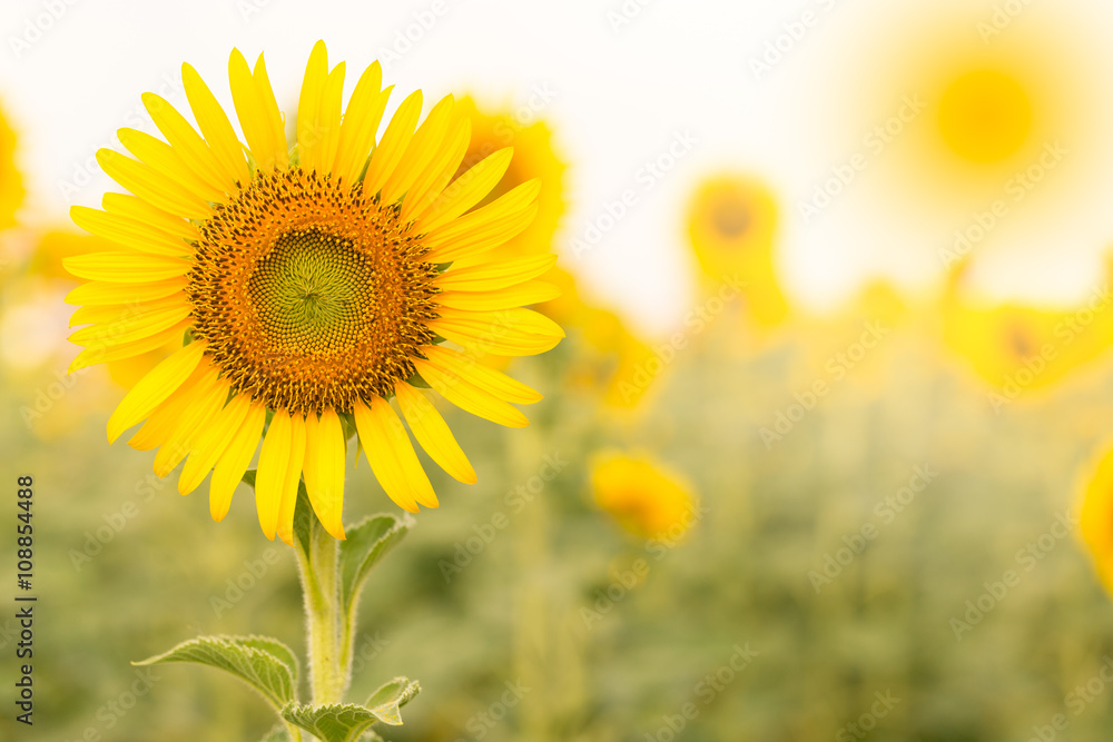 Fototapeta premium Sun flower the sign of hope for your success and nature background.