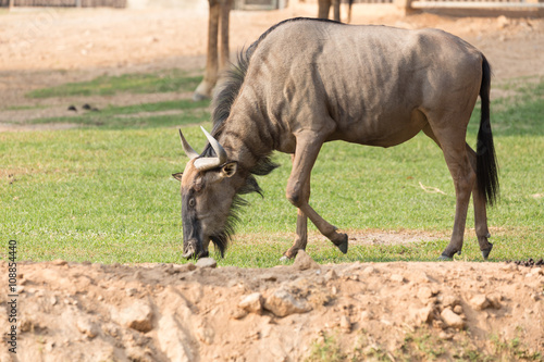 Wildebeest eating grass on the ground.